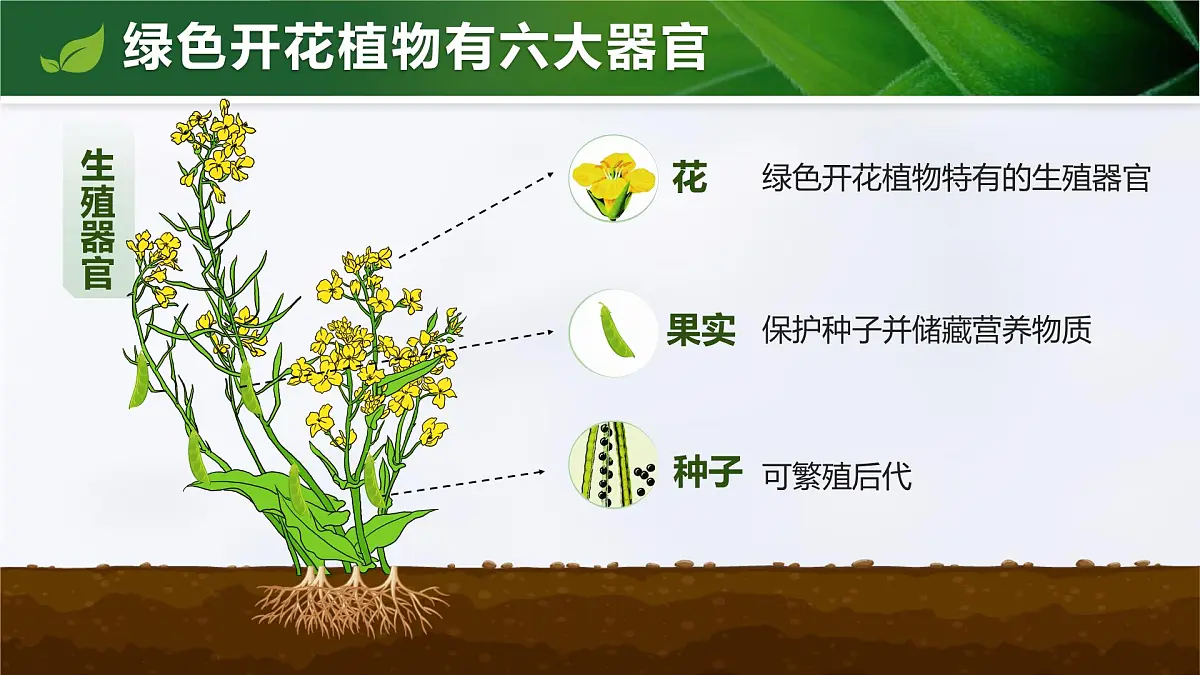 人教版2024七年级上册生物1.3.3 植物体的结构层次 课件第7页