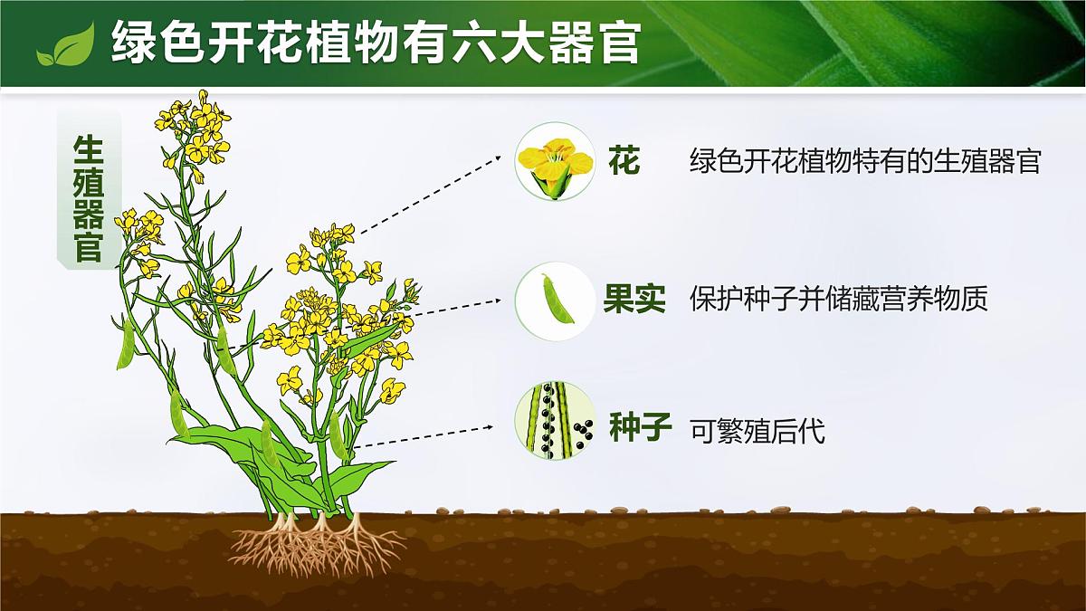 人教版2024七年级上册生物1.3.3 植物体的结构层次 课件第7页