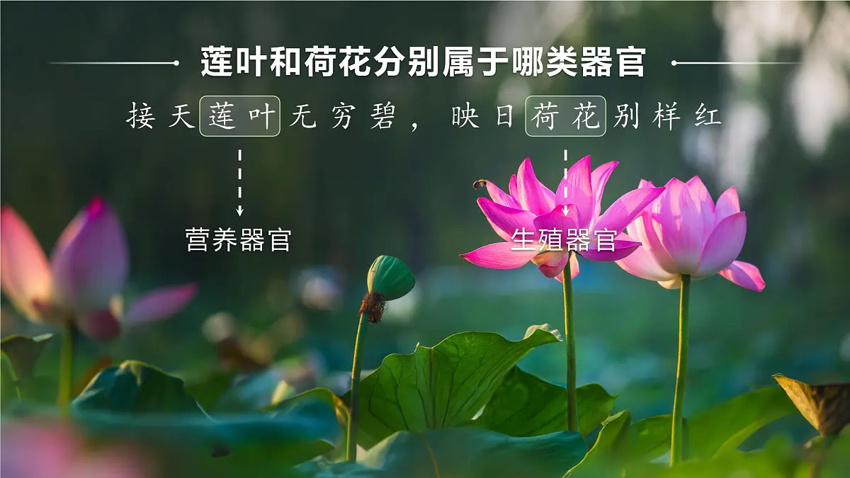 人教版2024七年级上册生物1.3.3 植物体的结构层次 课件第8页