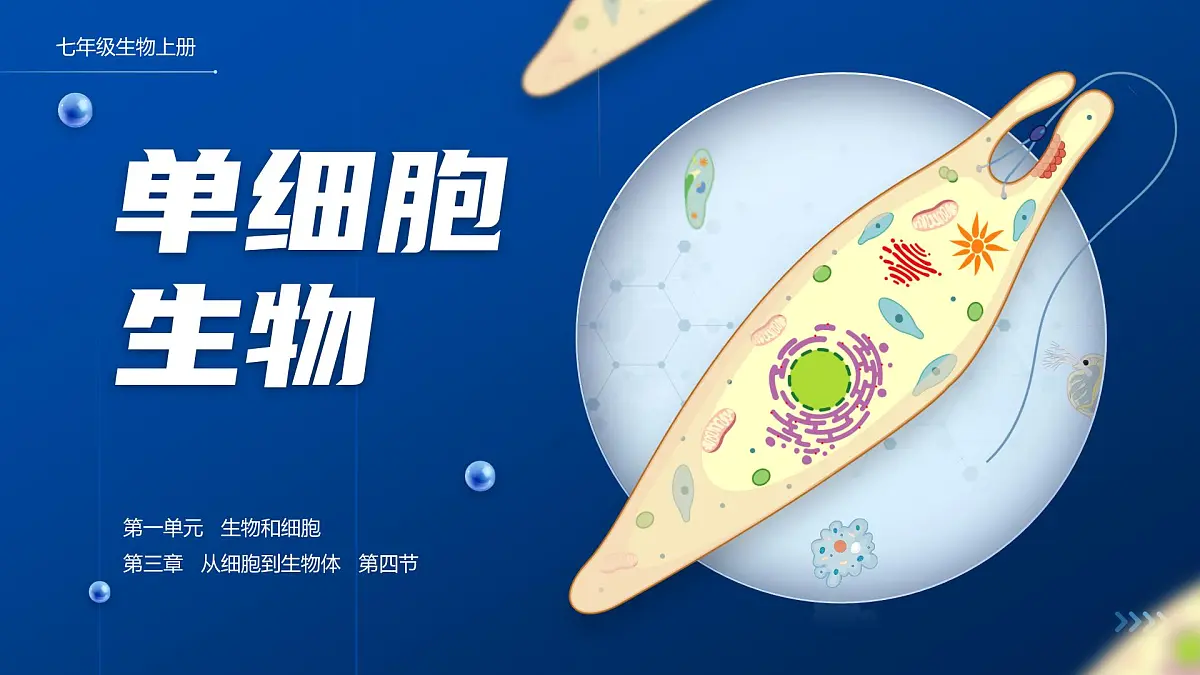 人教版2024七年级上册生物1.3.4 单细胞生物 课件第1页