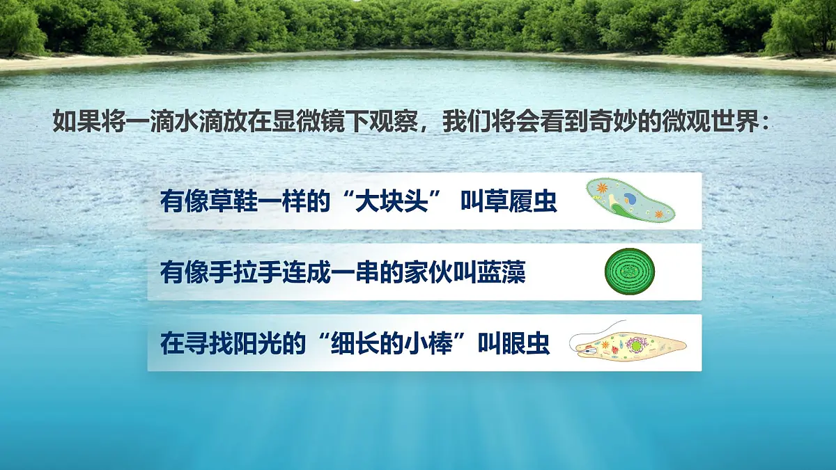 人教版2024七年级上册生物1.3.4 单细胞生物 课件第3页