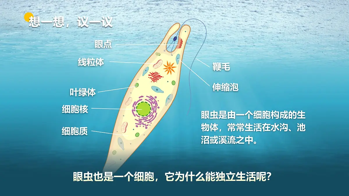 人教版2024七年级上册生物1.3.4 单细胞生物 课件第4页