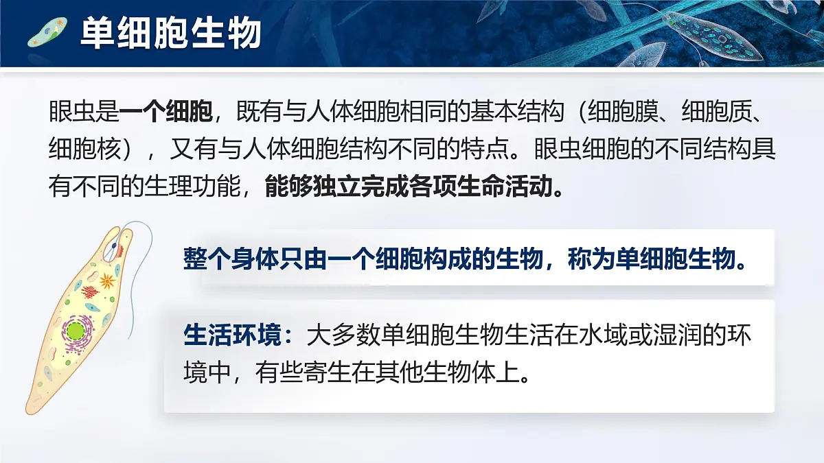 人教版2024七年级上册生物1.3.4 单细胞生物 课件第6页