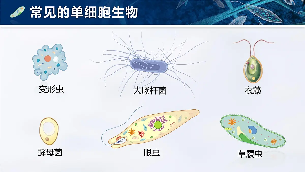 人教版2024七年级上册生物1.3.4 单细胞生物 课件第7页