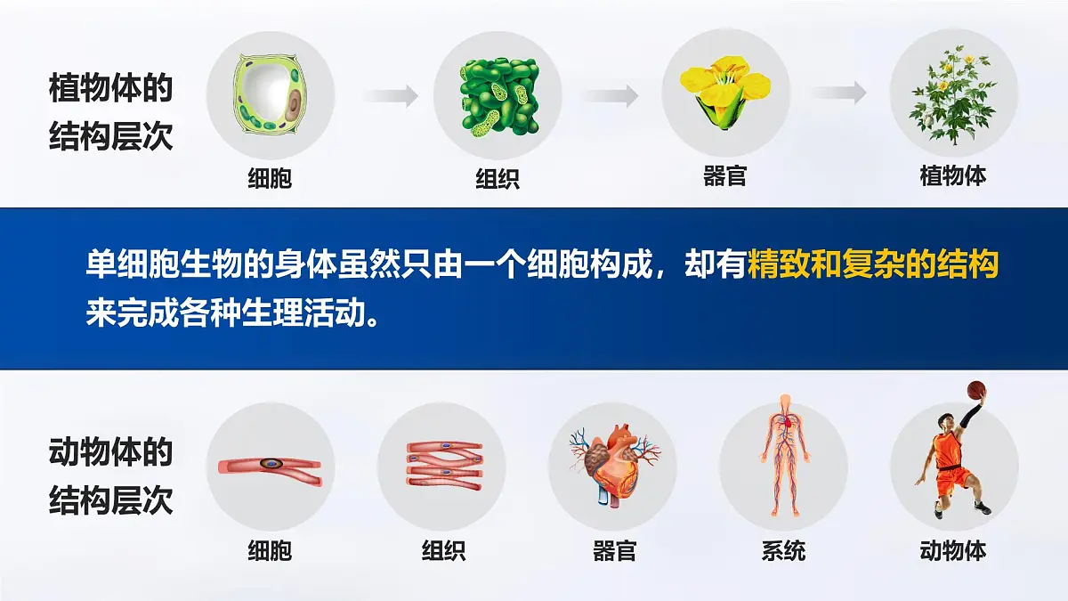 人教版2024七年级上册生物1.3.4 单细胞生物 课件第8页