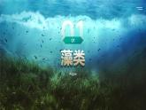 人教版2024七年级上册生物2.1.1藻类、苔藓和蕨类 课件