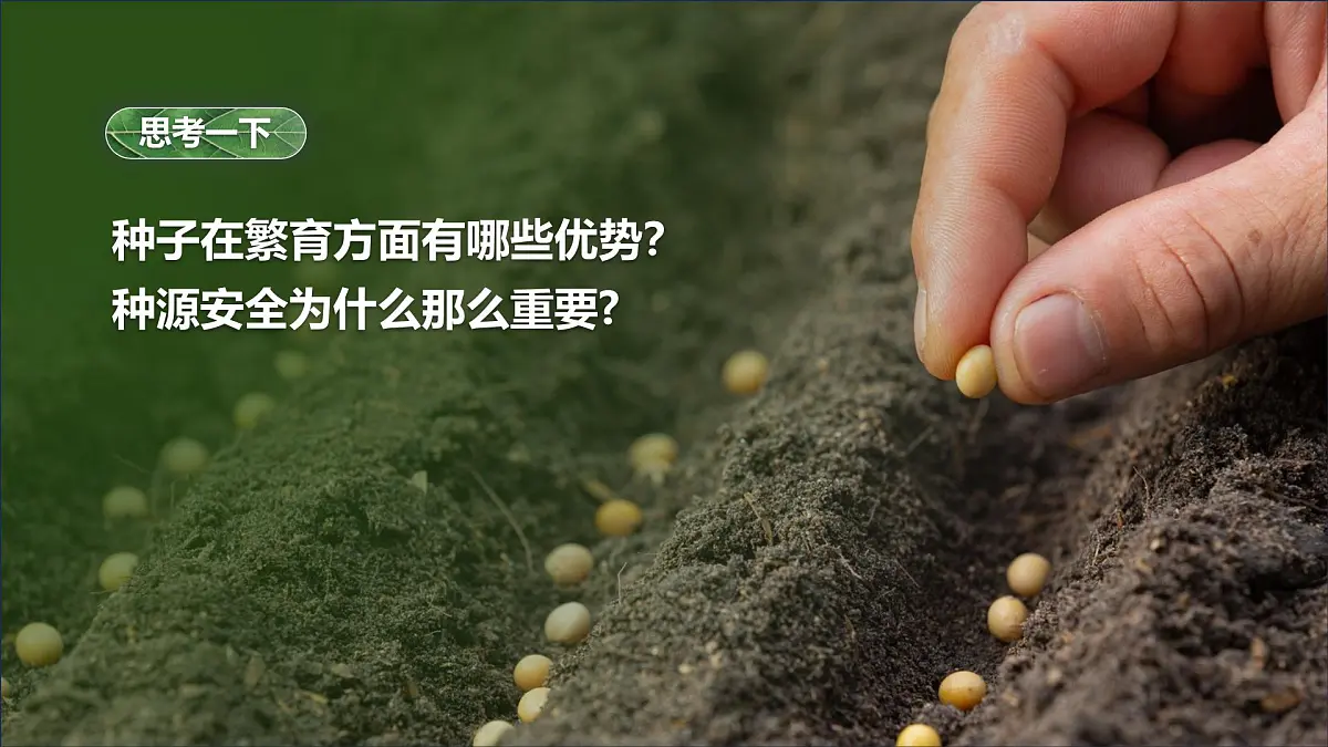 人教版2024七年级上册生物2.1.2 种子植物 课件第3页