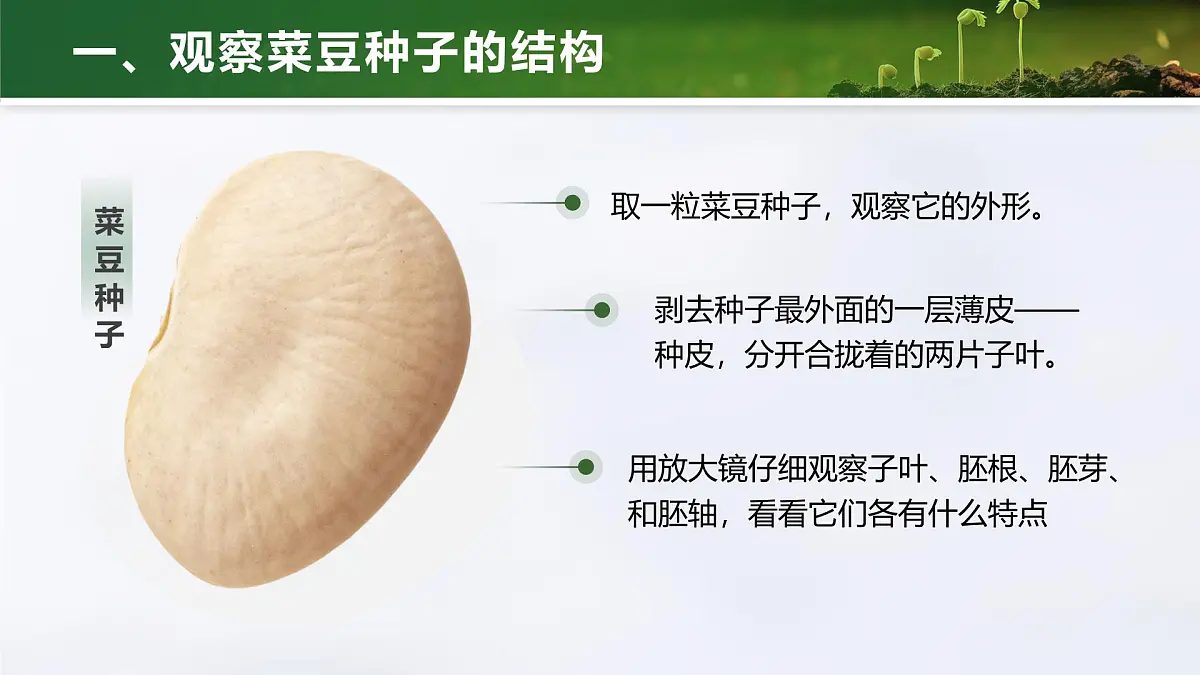 人教版2024七年级上册生物2.1.2 种子植物 课件第6页