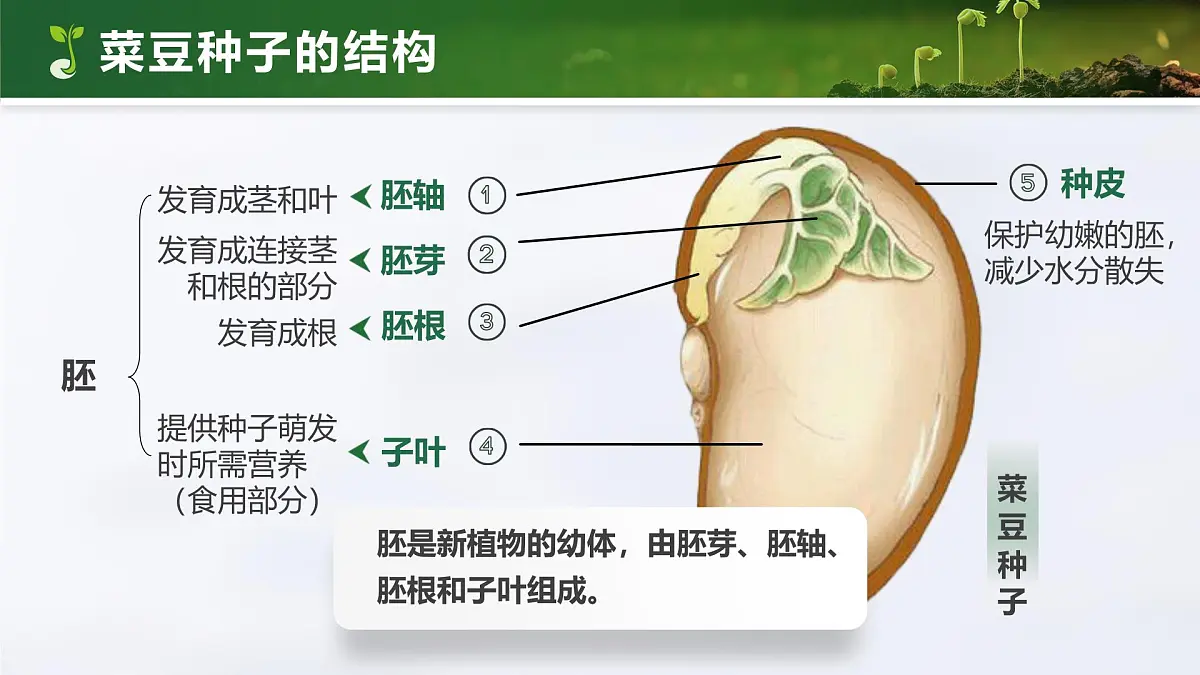 人教版2024七年级上册生物2.1.2 种子植物 课件第7页