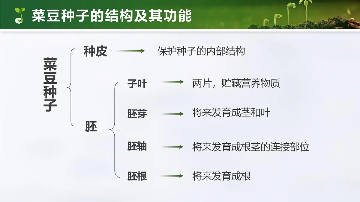 人教版2024七年级上册生物2.1.2 种子植物 课件第8页
