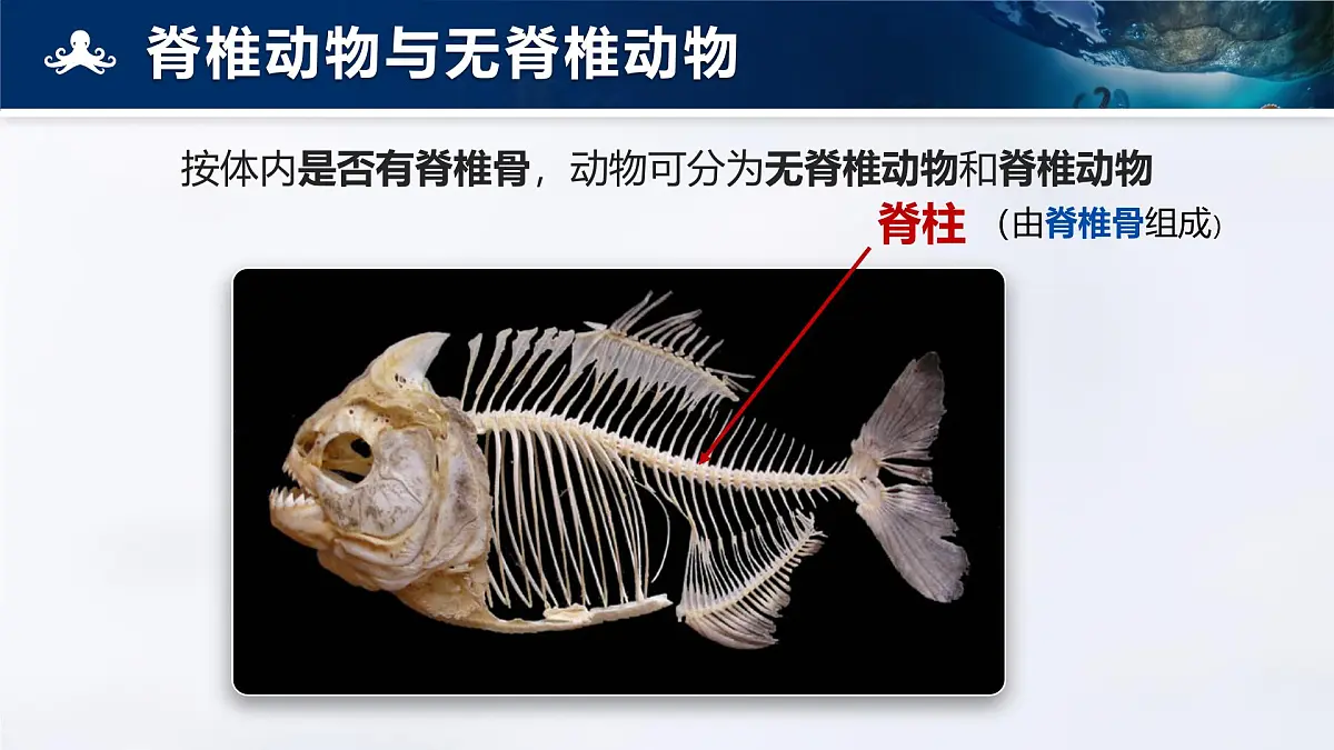 人教版2024七年级上册生物2.2.1 无脊椎动物 课件第5页