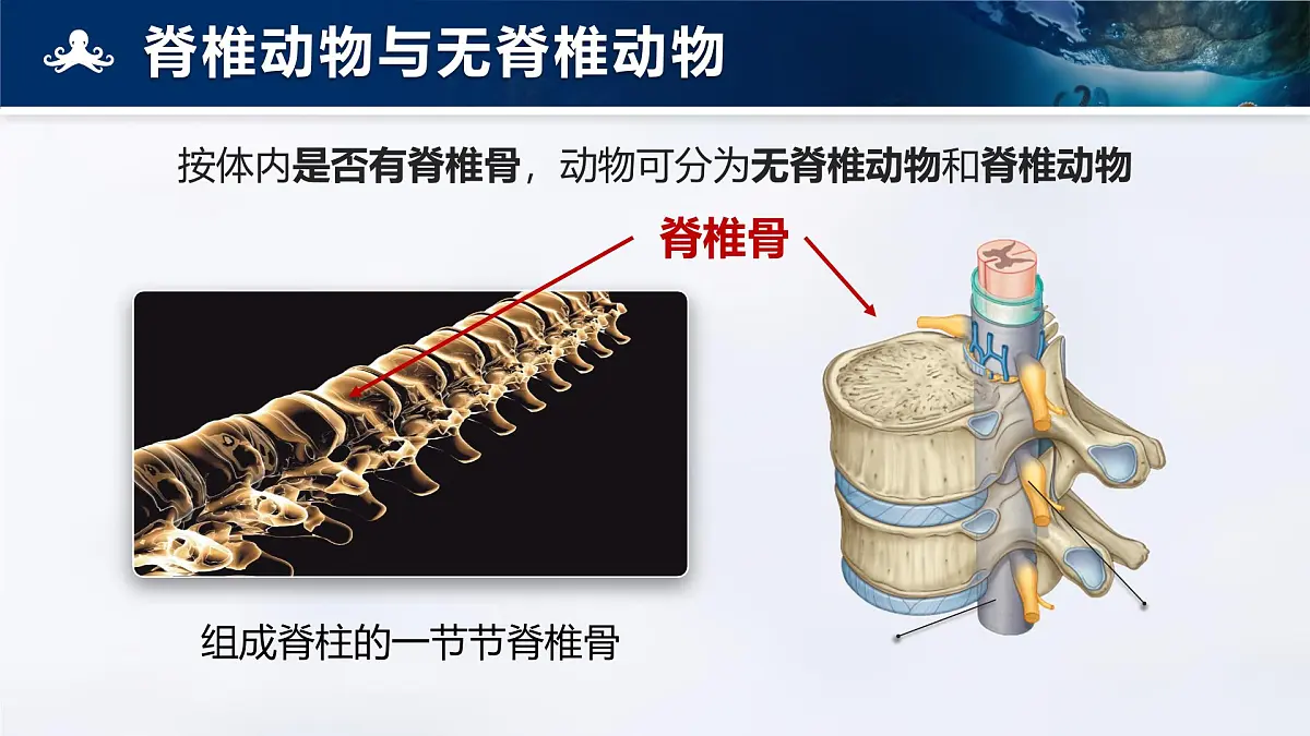 人教版2024七年级上册生物2.2.1 无脊椎动物 课件第6页