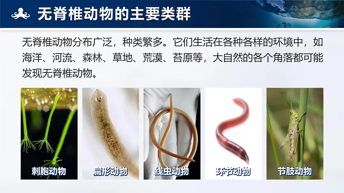 人教版2024七年级上册生物2.2.1 无脊椎动物 课件第8页