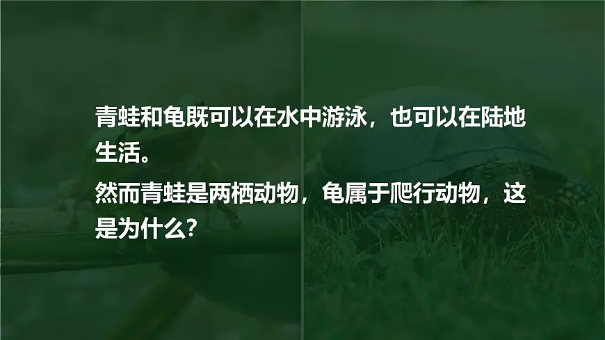 人教版2024七年级上册生物2.2.2 脊椎动物-两栖动物和爬行动物 课件第3页