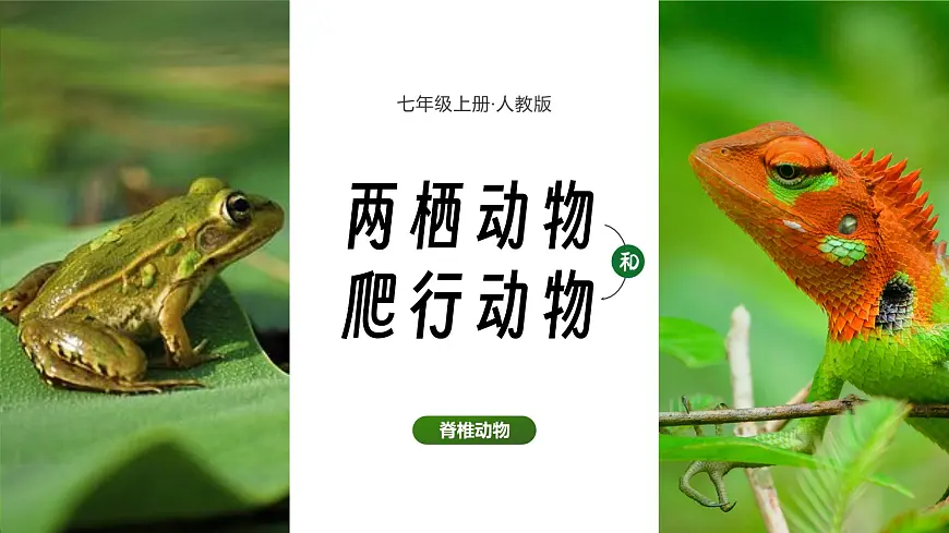 人教版2024七年级上册生物2.2.2 脊椎动物-两栖动物和爬行动物 课件第4页