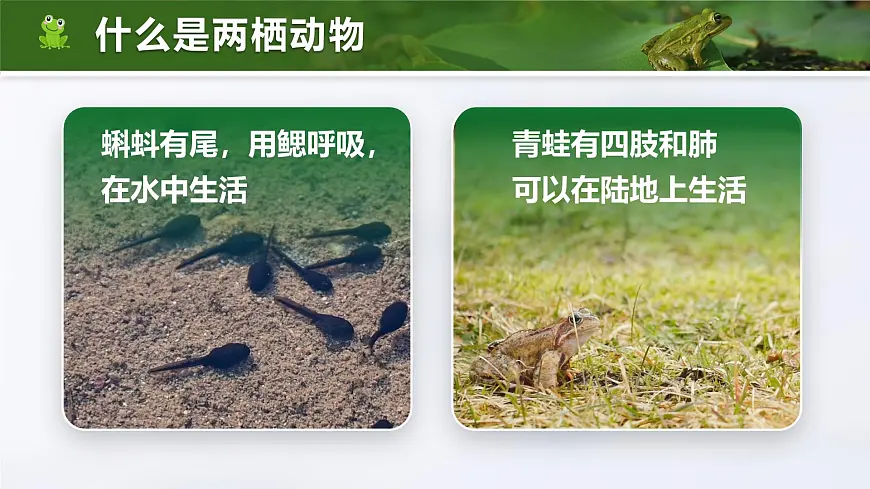 人教版2024七年级上册生物2.2.2 脊椎动物-两栖动物和爬行动物 课件第7页