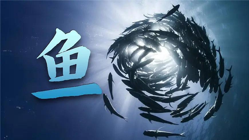 人教版2024七年级上册生物2.2.2 脊椎动物-鱼 课件第4页