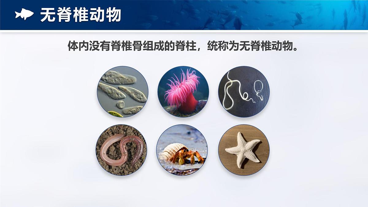 人教版2024七年级上册生物2.2.2 脊椎动物-鱼 课件第7页