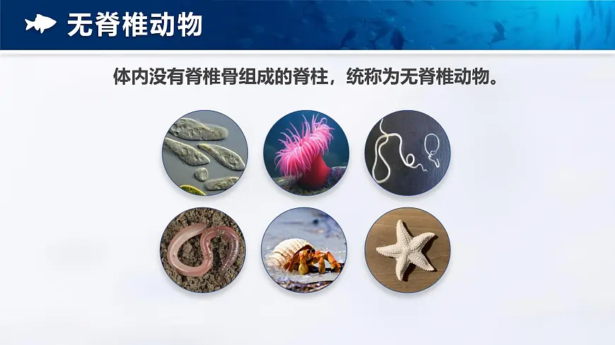 人教版2024七年级上册生物2.2.2 脊椎动物-鱼 课件第7页