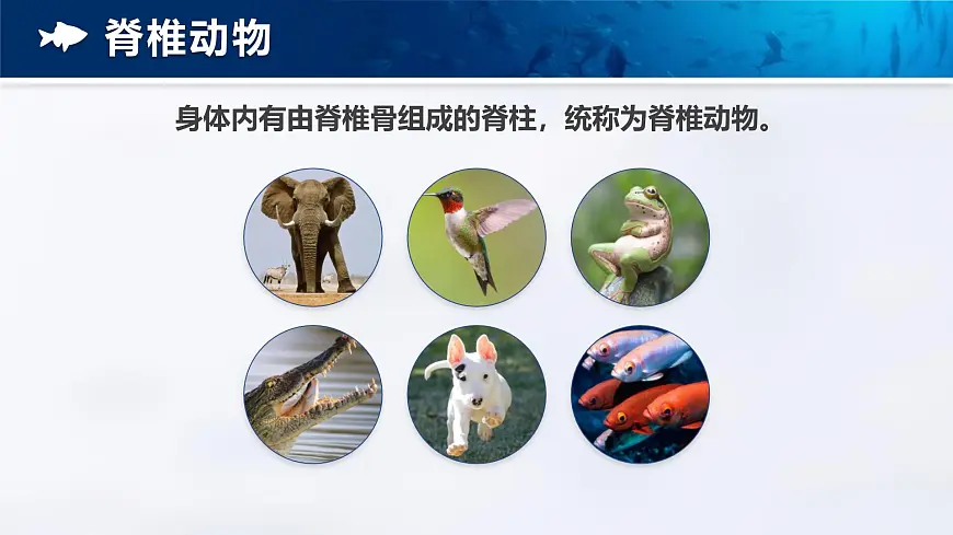 人教版2024七年级上册生物2.2.2 脊椎动物-鱼 课件第8页