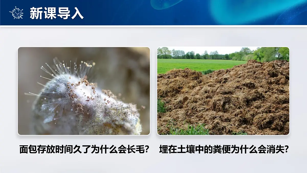 人教版2024七年级上册生物2.3.1微生物的分布 课件第2页