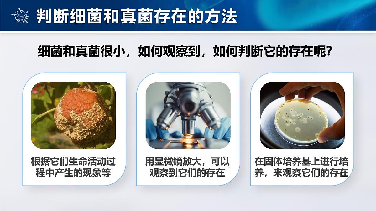 人教版2024七年级上册生物2.3.1微生物的分布 课件第7页