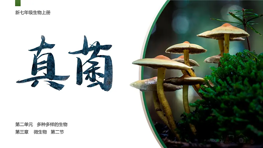 人教版2024七年级上册生物2.3.3 真菌 课件第1页