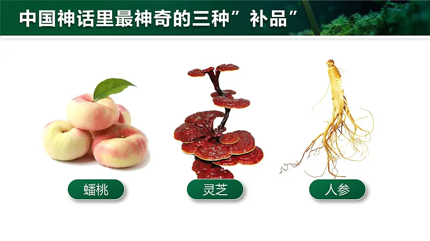 人教版2024七年级上册生物2.3.3 真菌 课件第2页