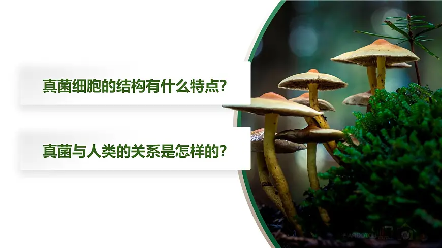 人教版2024七年级上册生物2.3.3 真菌 课件第4页