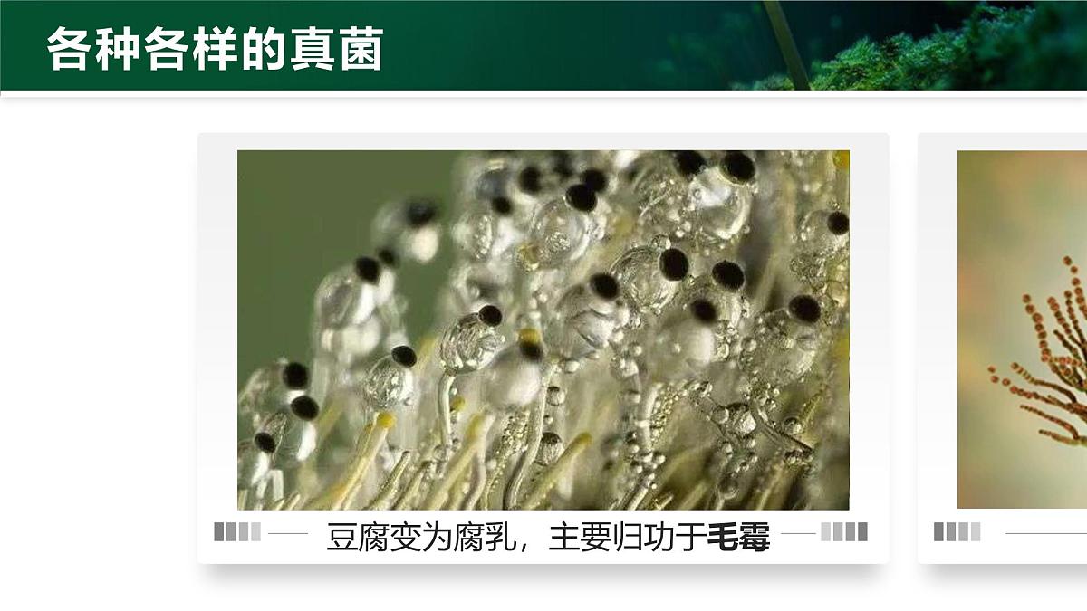 人教版2024七年级上册生物2.3.3 真菌 课件第6页