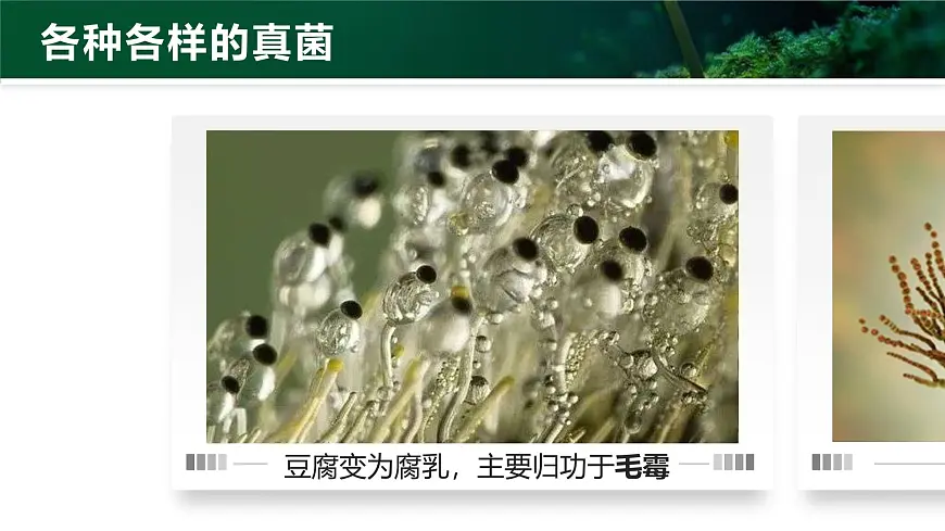 人教版2024七年级上册生物2.3.3 真菌 课件第6页