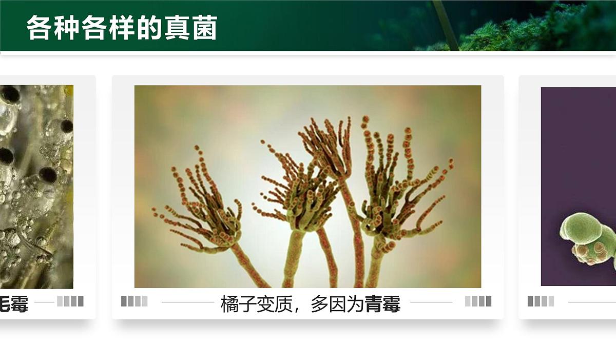 人教版2024七年级上册生物2.3.3 真菌 课件第7页