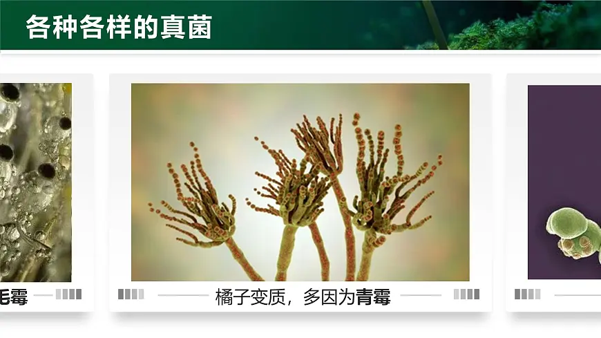 人教版2024七年级上册生物2.3.3 真菌 课件第7页