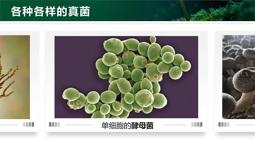 人教版2024七年级上册生物2.3.3 真菌 课件第8页