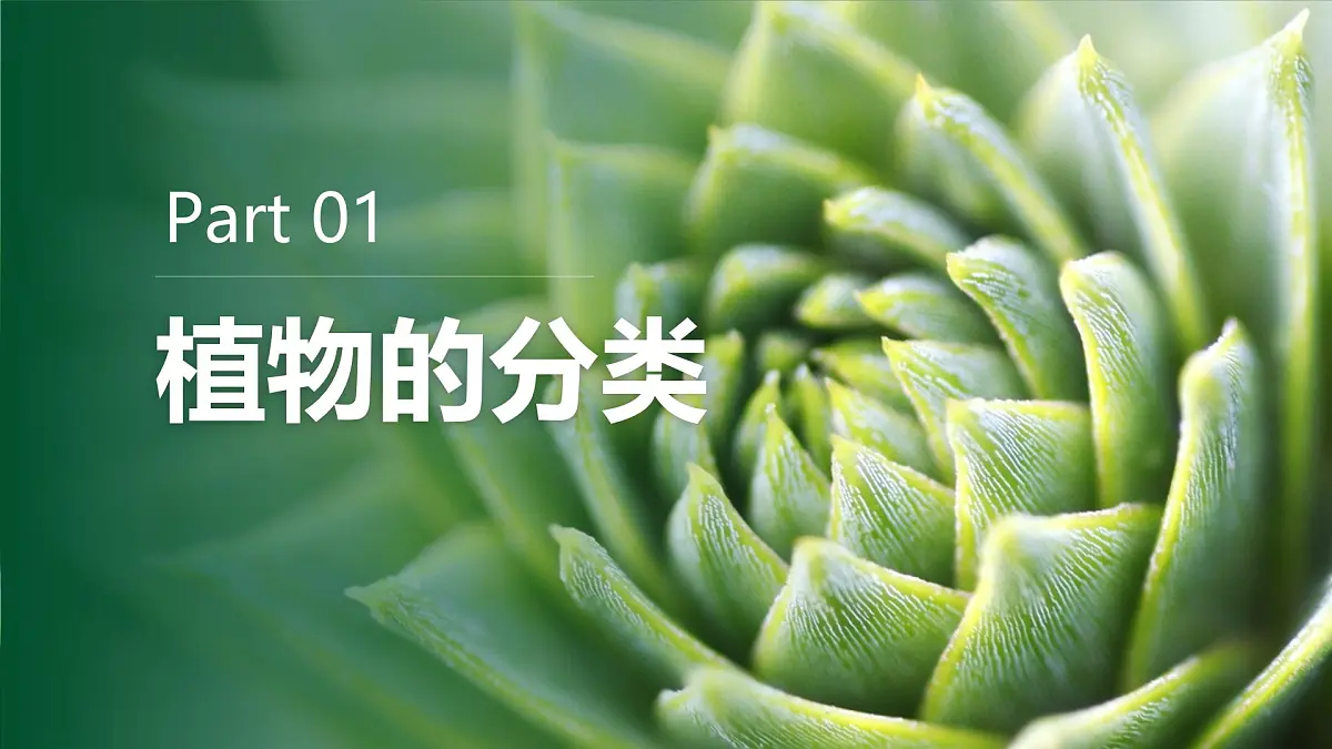 人教版2024七年级上册生物2.4.1 尝试对生物进行分类 课件第7页