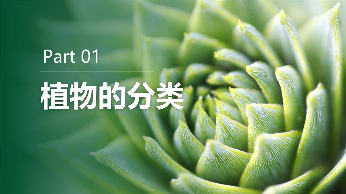 人教版2024七年级上册生物2.4.1 尝试对生物进行分类 课件第7页