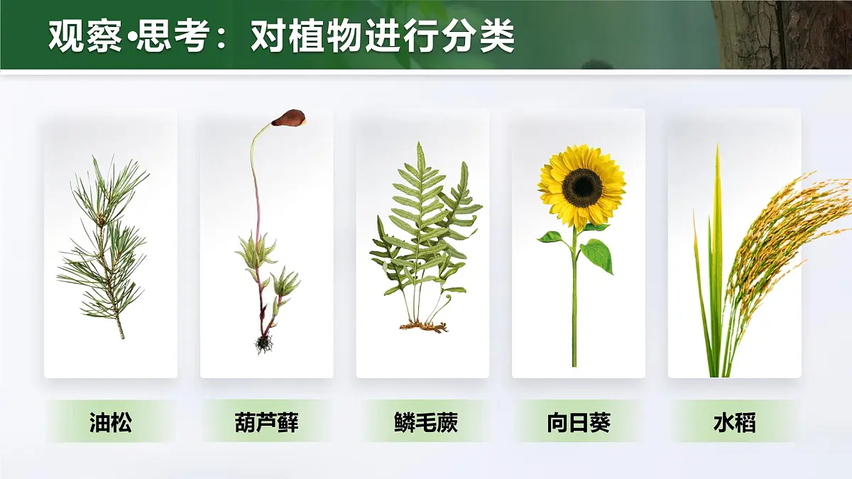 人教版2024七年级上册生物2.4.1 尝试对生物进行分类 课件第8页