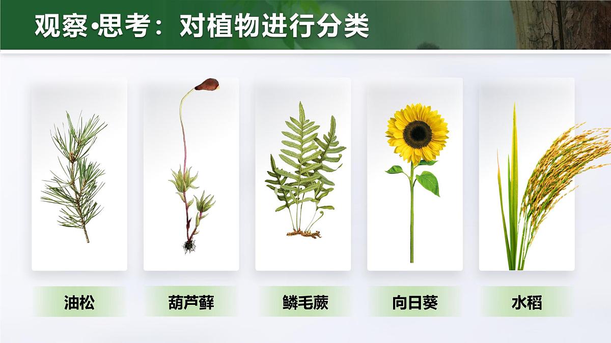 人教版2024七年级上册生物2.4.1 尝试对生物进行分类 课件第8页