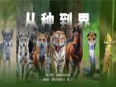 人教版2024七年級上冊生物2.4.2 從種到界 課件