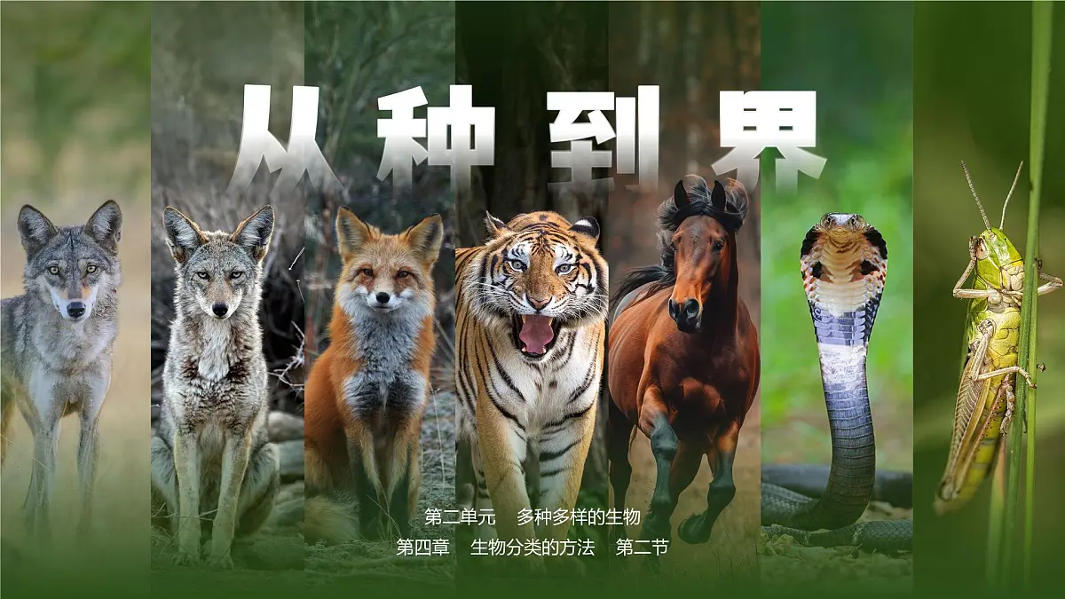 人教版2024七年级上册生物2.4.2 从种到界 课件第1页
