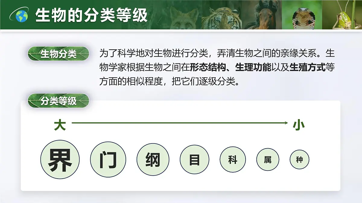人教版2024七年级上册生物2.4.2 从种到界 课件第4页