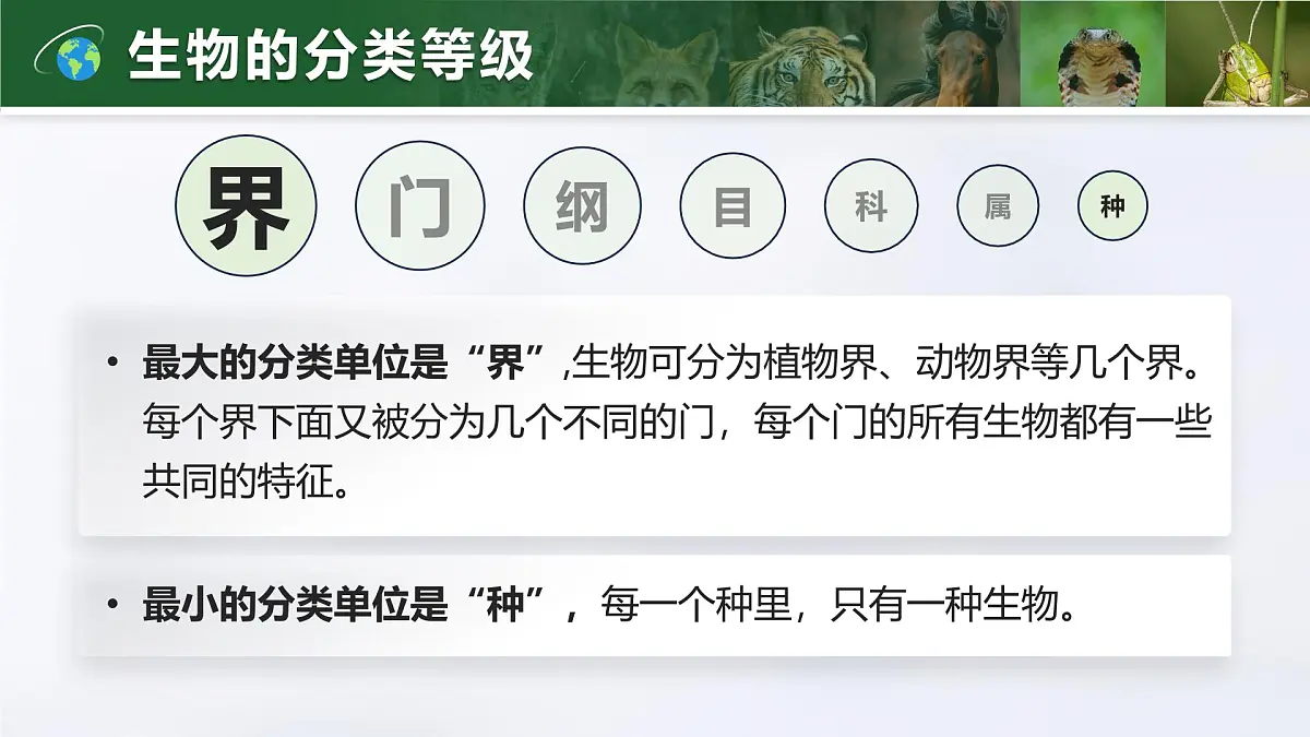 人教版2024七年级上册生物2.4.2 从种到界 课件第5页