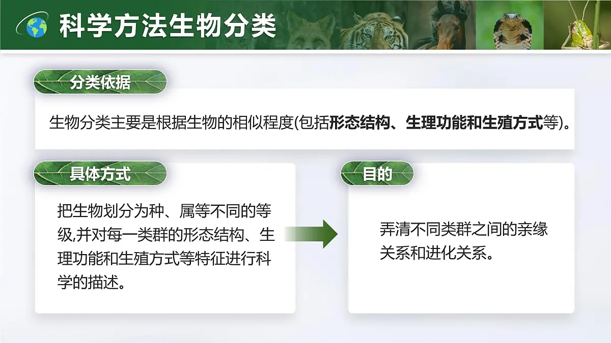 人教版2024七年级上册生物2.4.2 从种到界 课件第6页
