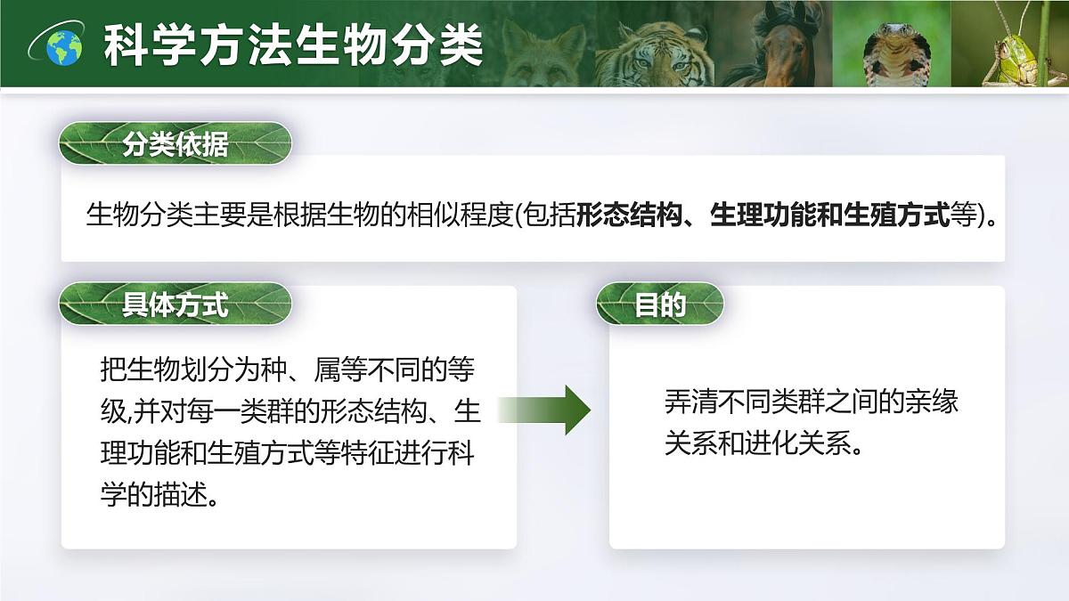人教版2024七年级上册生物2.4.2 从种到界 课件第6页