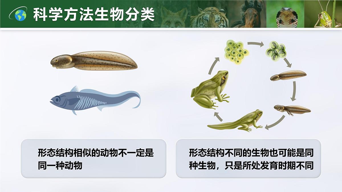 人教版2024七年级上册生物2.4.2 从种到界 课件第7页