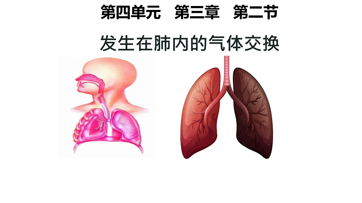 初中生物人教版（2024）七年级下册4.3.2 发生在肺内的气体交换 课件第1页