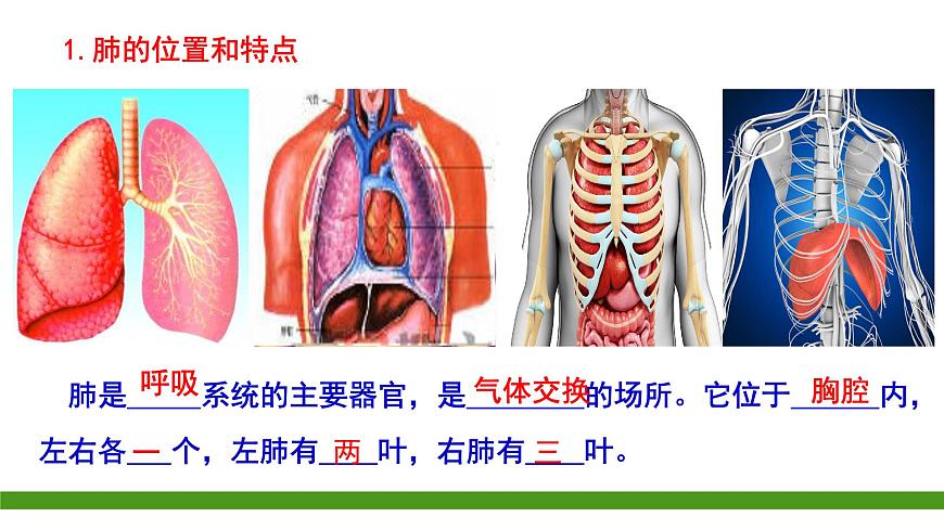 初中生物人教版（2024）七年级下册4.3.2 发生在肺内的气体交换 课件第5页