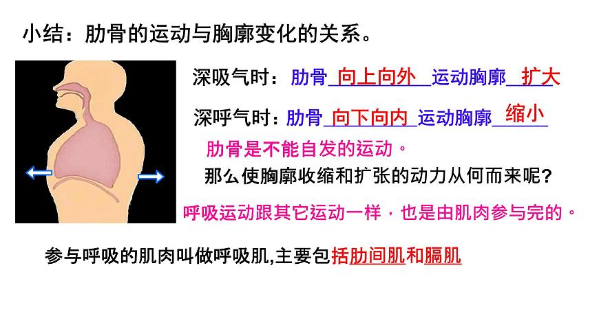 初中生物人教版（2024）七年级下册4.3.2 发生在肺内的气体交换 课件第8页