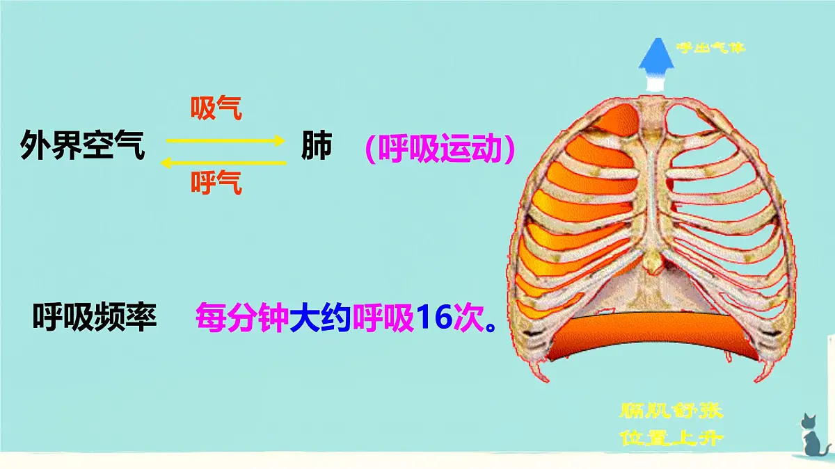 初中生物人教版（2024）七年级下册4.3.2 发生在肺内的气体交换 课件第4页