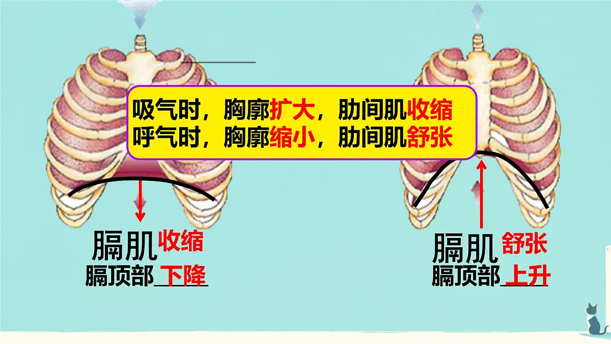 初中生物人教版（2024）七年级下册4.3.2 发生在肺内的气体交换 课件第6页